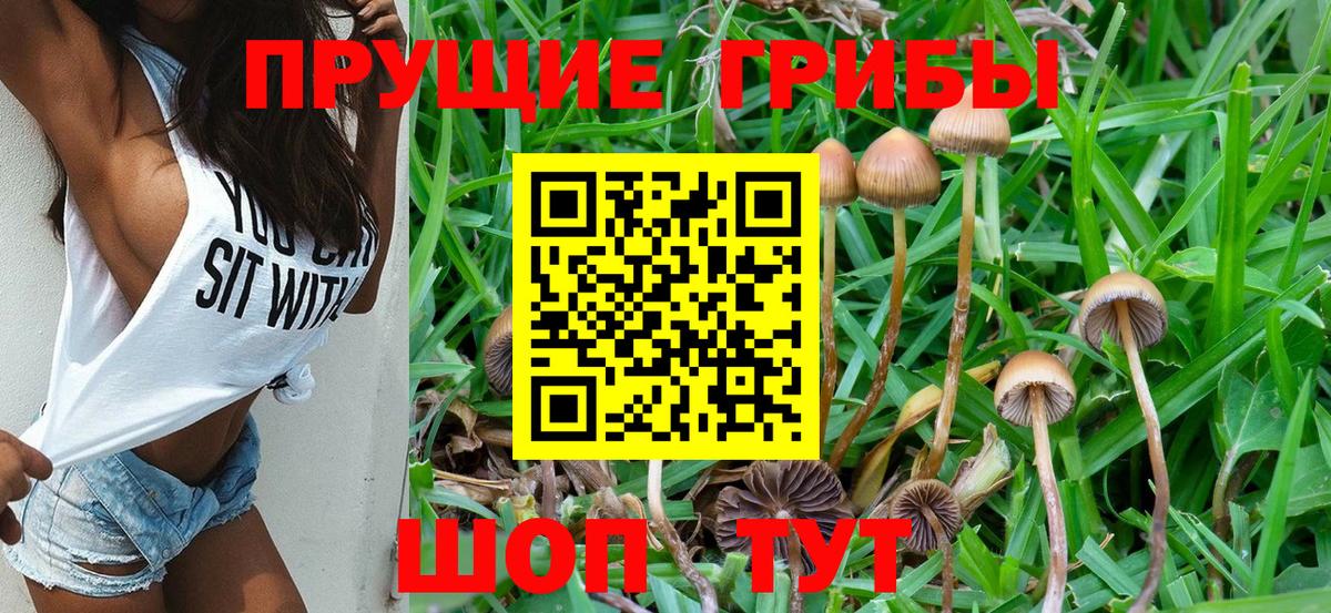 Галлюциногенные грибы Psilocybe Воронеж
